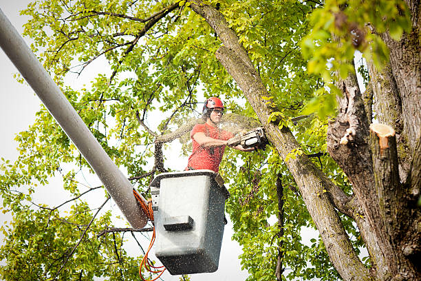 Best Palm Tree Trimming  in Marion, VA